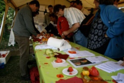 Récupération de graines