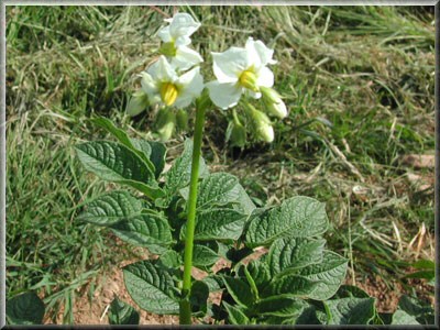 Pomme de terre Ackersegen
