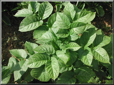 Pomme de terre Agria