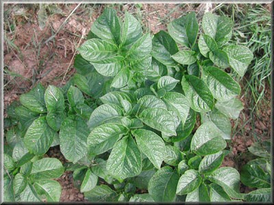 Pomme de terre Alcmaria