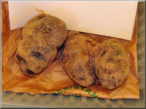 Pomme de terre All Blue