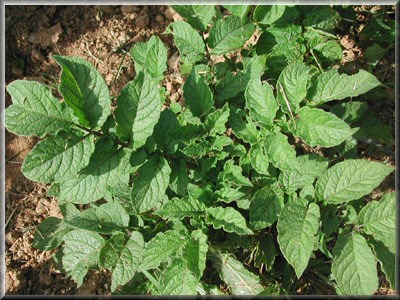 Pomme de terre All Blue