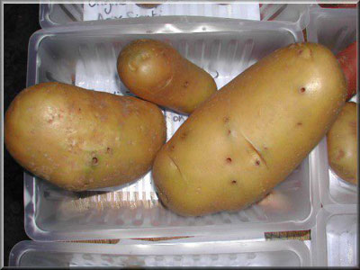 Pomme de terre Allians