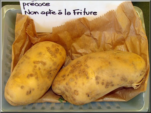 Pomme de terre Alowa