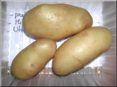 Pomme de terre Alowa