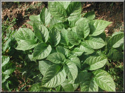 Pomme de terre Alowa