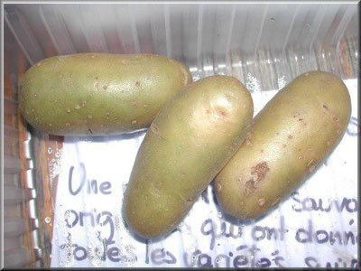 Pomme de terre Amandine