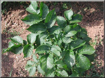 Pomme de terre Amandine