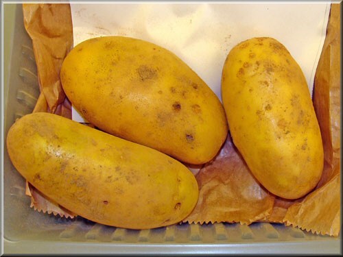 Pomme de terre Amélie