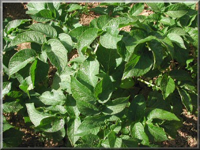 Pomme de terre Amélie