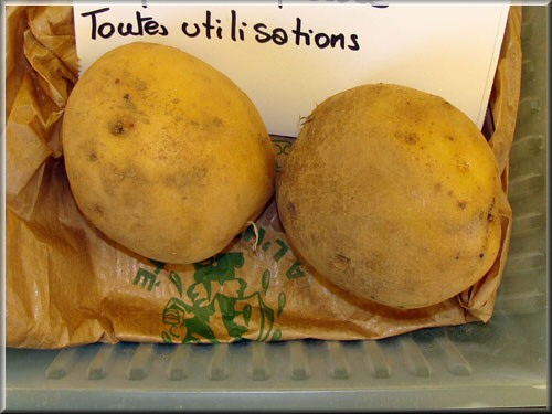 Pomme de terre Anaïs