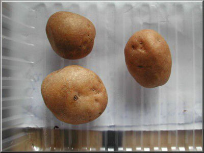 Pomme de terre Anaïs