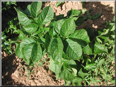 Pomme de terre Anaïs