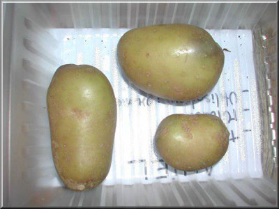 Pomme de terre Aniel