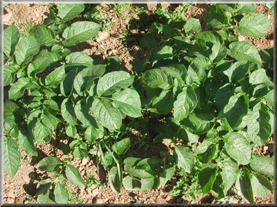 Pomme de terre Aniel