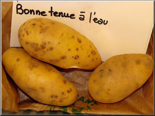 Pomme de terre Annabelle