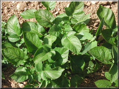 Pomme de terre Annabelle