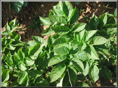 Pomme de terre Anoé