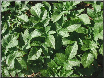 Pomme de terre Apolline