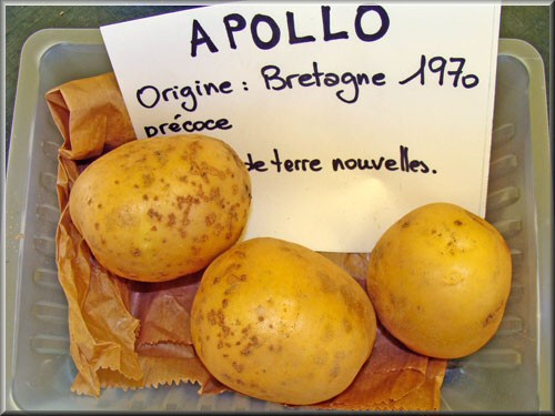 Pomme de terre Apollo