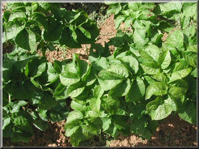 Pomme de terre Apollo