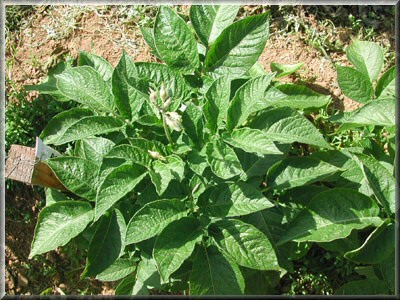 Pomme de terre Arran Banner