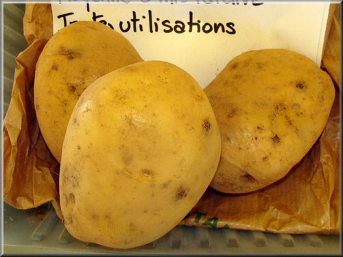 Pomme de terre Atlas