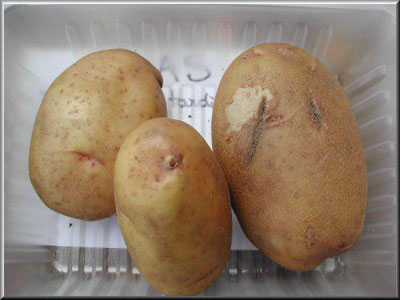 Pomme de terre Atlas