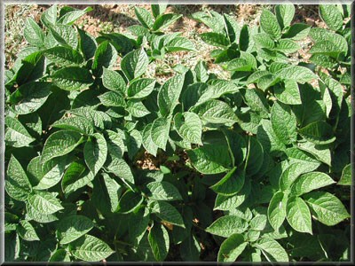 Pomme de terre Atlas