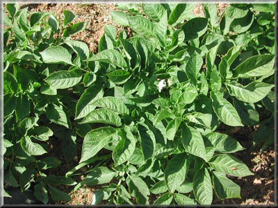 Pomme de terre Auréa