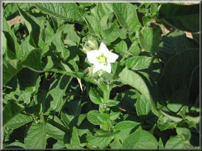 Pomme de terre Auréa