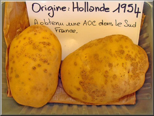 Pomme de terre Béa