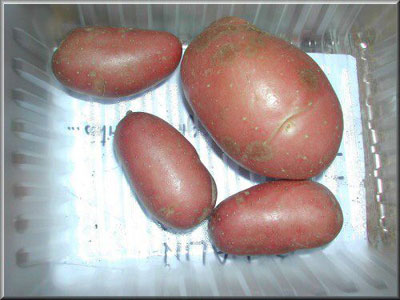 Pomme de terre Bedalin