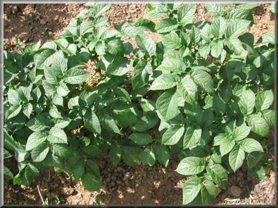 Pomme de terre Bedalin