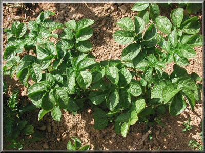 Pomme de terre Belle de Fontenay