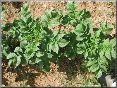 Pomme de terre Belle de Lorraine