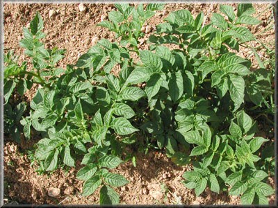 Pomme de terre Berber