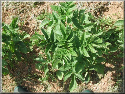 Pomme de terre Bernadette