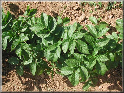 Pomme de terre Biratsj