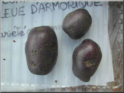Pomme de terre Bleue d'Armorique