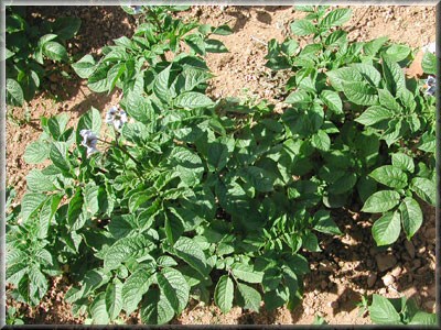 Pomme de terre Bleue d'Armorique