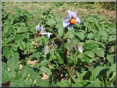 Pomme de terre Bleue d'Armorique