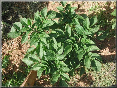 Pomme de terre Bleue d'Artois