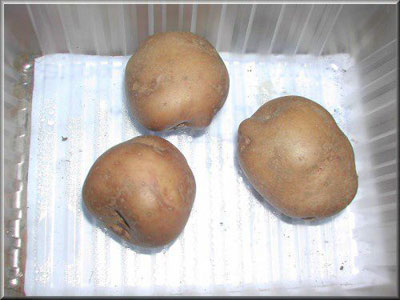 Pomme de terre Bonnote de Noirmoutier