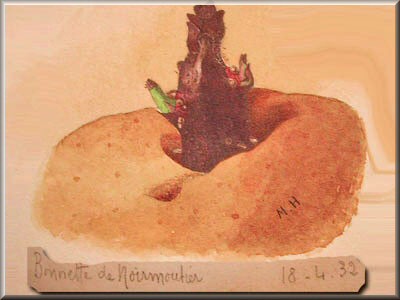 Pomme de terre Bonnote de Noirmoutier