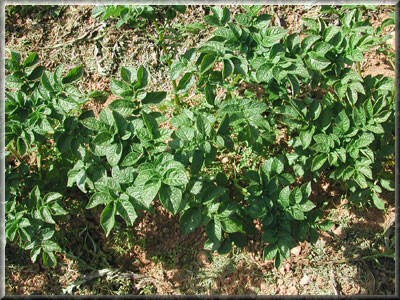 Pomme de terre Bonnote de Noirmoutier
