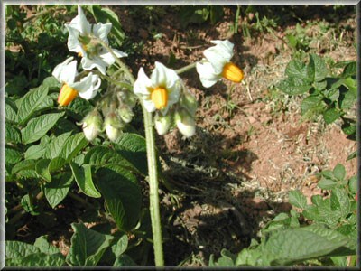 Pomme de terre Caesar