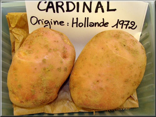 Pomme de terre Cardinal