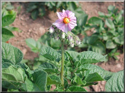 Pomme de terre Cardinal