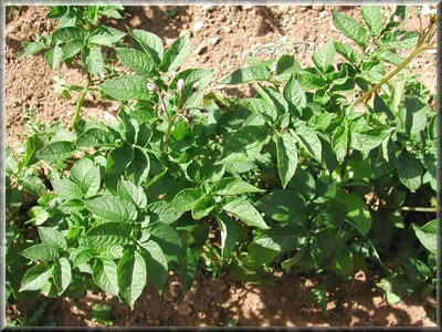 Pomme de terre Catarina